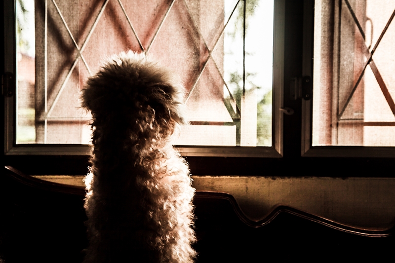 kicsi kutya az ablakban nézve vár