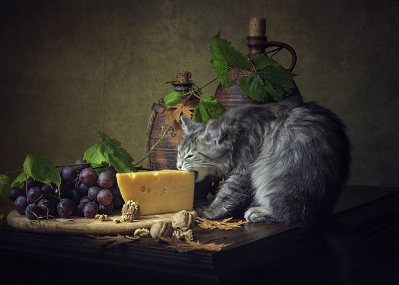 macska a tálalón sajtot eszik, mellette szőlőfürt