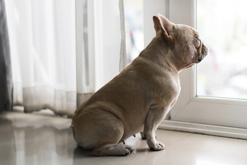 francia bulldog az ablak előtt ülve vár