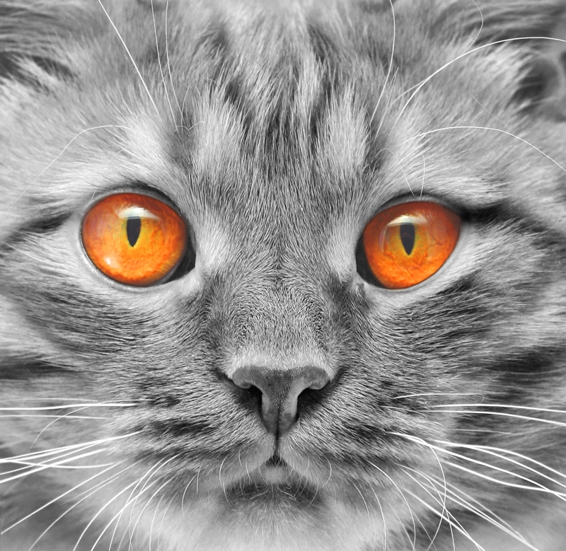 szürke macska feje, borostyán szemekkel