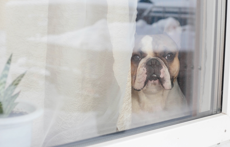 bulldog orrát az ablakhoz nyomja