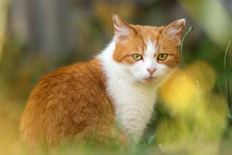 vörös cica a fűben ülve néz