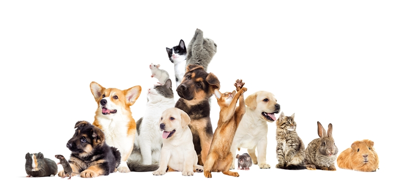 kutyák, macskák és egyéb kisállatok