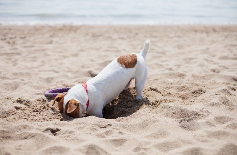 kutya tengerparti homokban ás