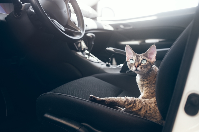 macska az autó ülésén hever