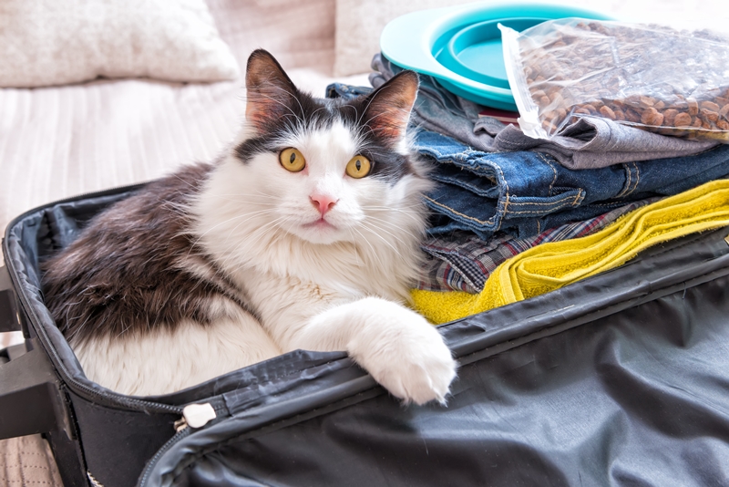 macska a nyitott bőröndben hever