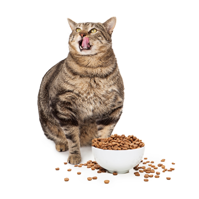 kövér cica nyalja a száját, előtte étel