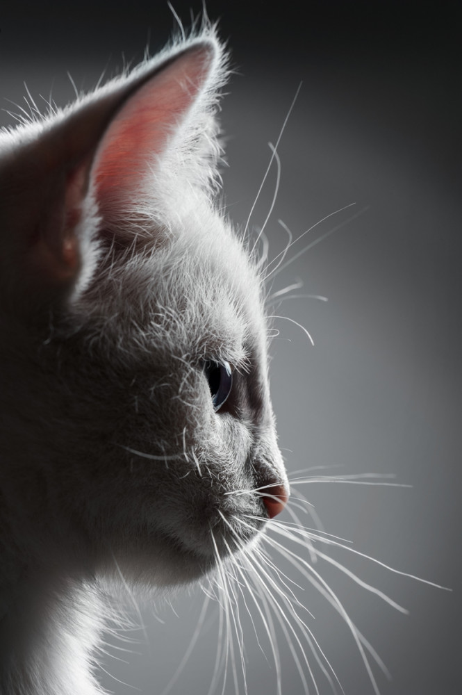 fehér cica feje profilból