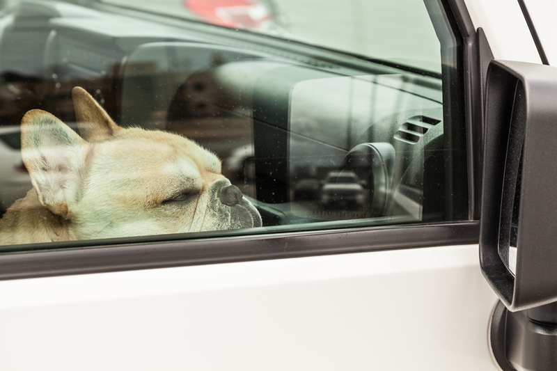 bulldog a lezárt kocsi ablakán kifelé néz