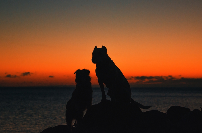 két kutya a naplementében közeledő vihart nézi