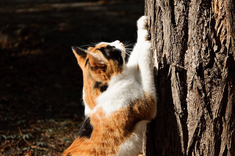 macska fát kapar