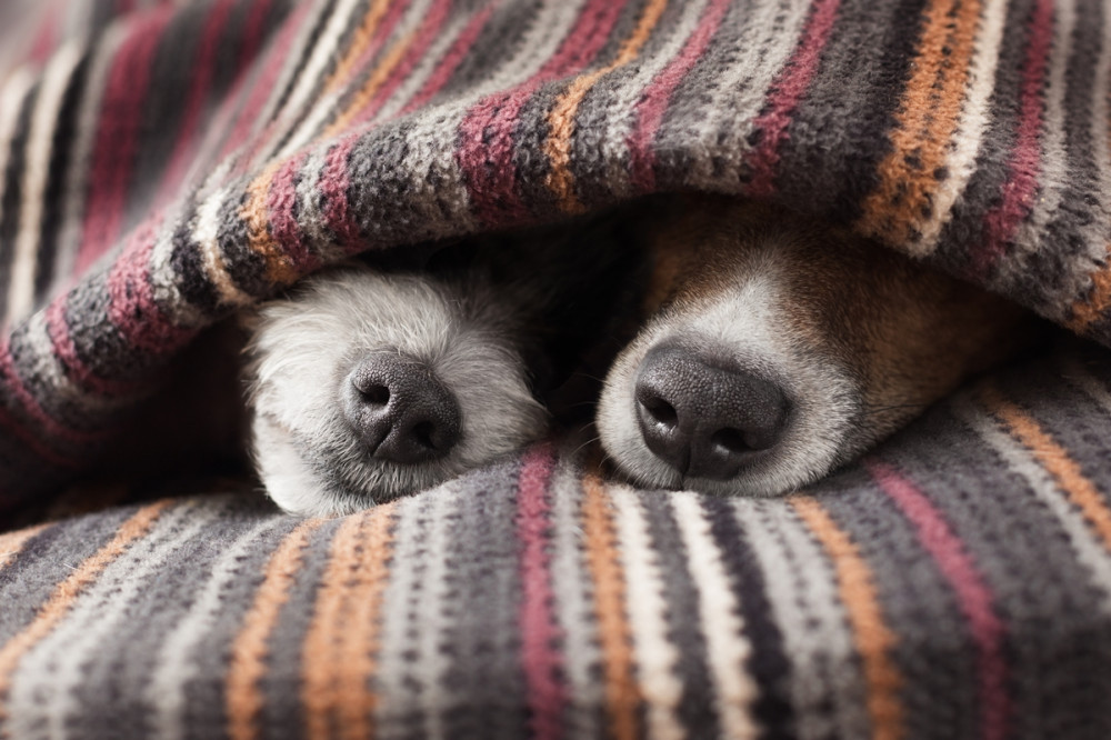 két kutya összebújva a takaró alatt