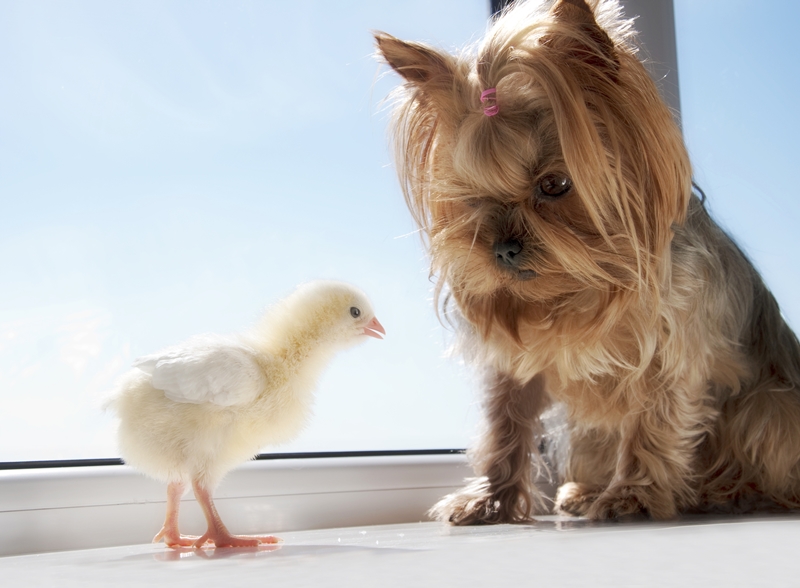 yorkie nézi a kiskacsát