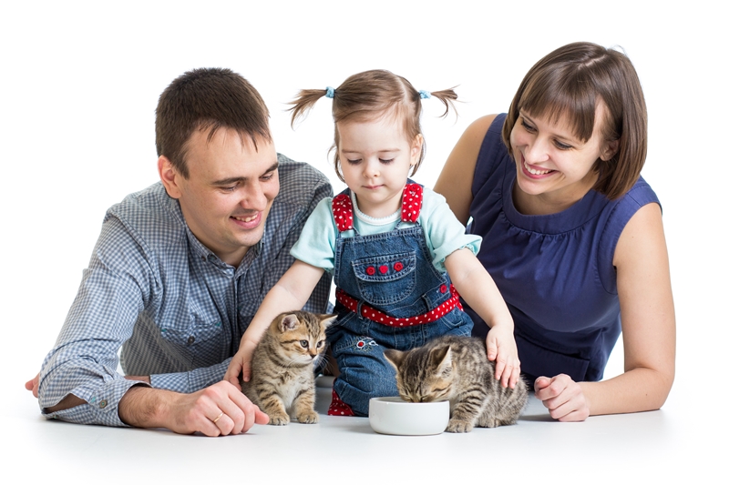 szülők és kislány két kölyökcicát etetnek