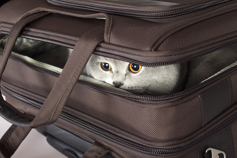 cica félig lecsukott bőröndből les