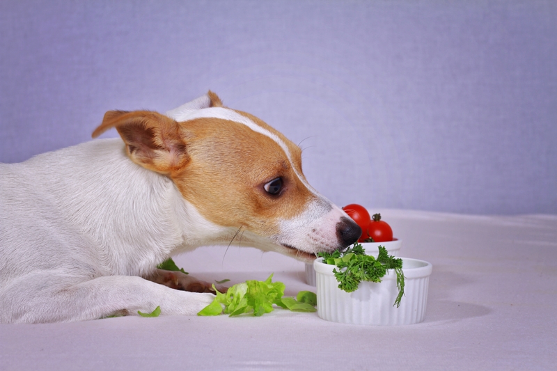 kutya zöld növényeket szimatol
