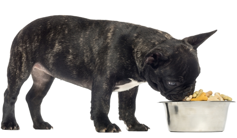 francia bulldog száraztápot falatozik