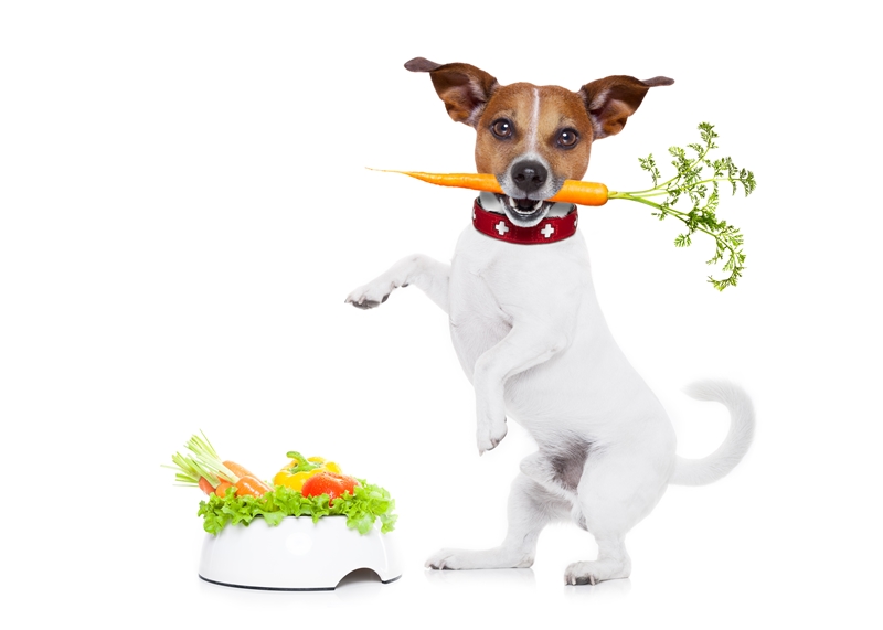 terrier kutya két lábon áll répával szájában, előtte zöldségekkel teli tál