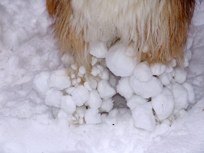 kutya mellső lábai, a ráfagyott hóval
