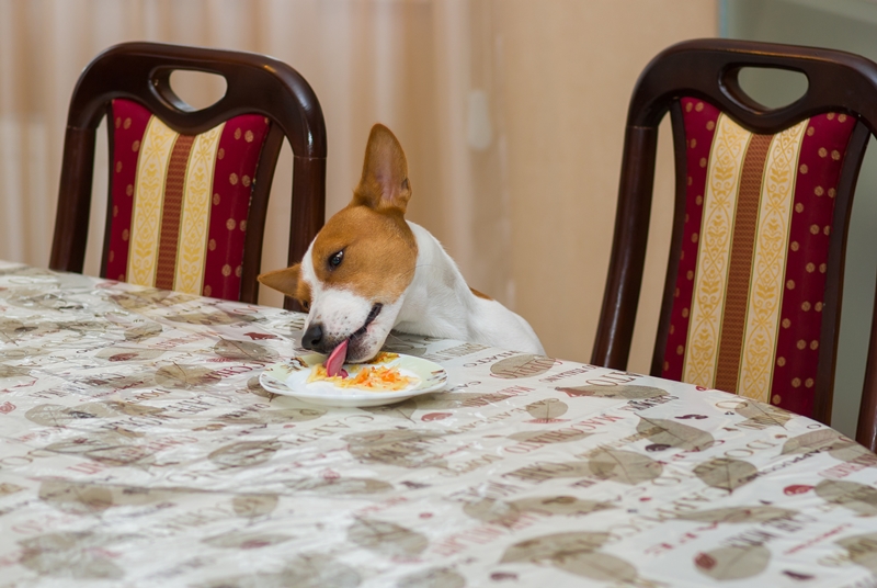 kutya az asztalon levő tányért nyalogatja