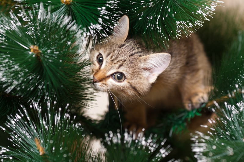 cica a karácsonyfa ágai között lóg