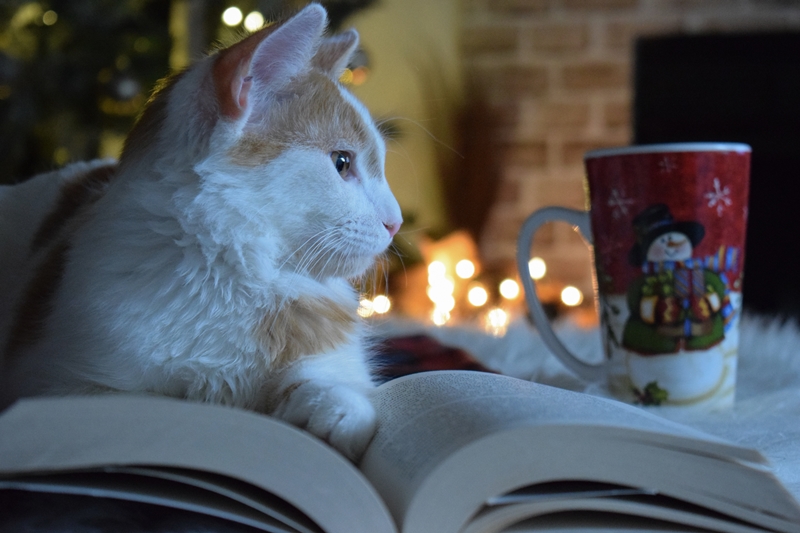 cica könyvön hever, előtte karácsonyi bögre, mögötte karácsonyi fények