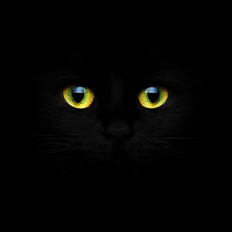 fekete cica világító sárga szeme