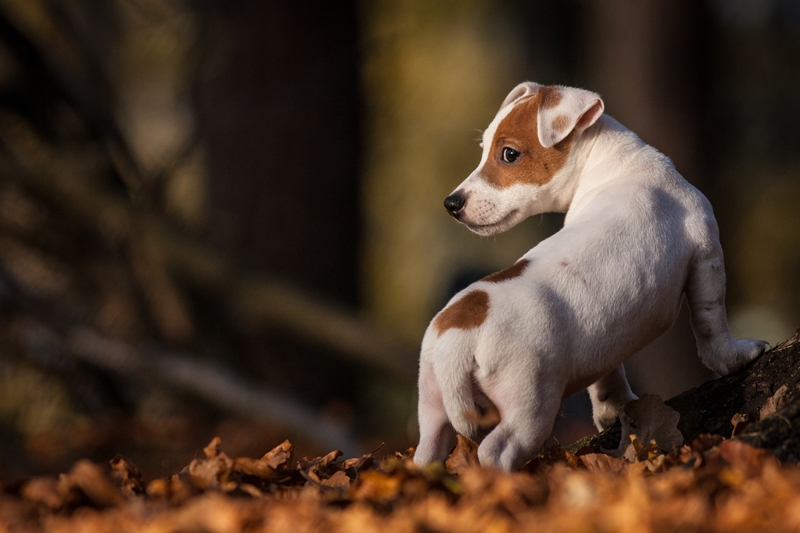 terrier kutya az avarban állvan hátra néz