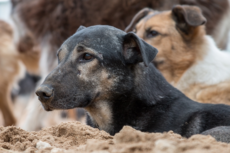 terrier kutyák a kotorék mellett