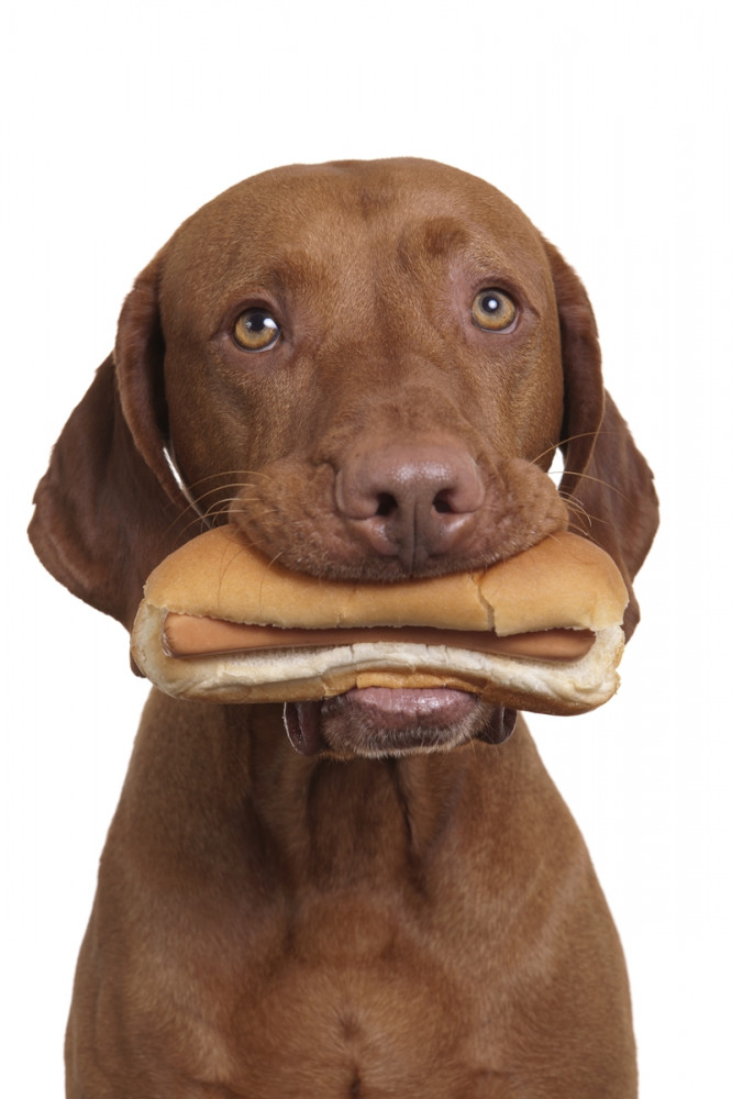 kutya szendviccsel a szájában