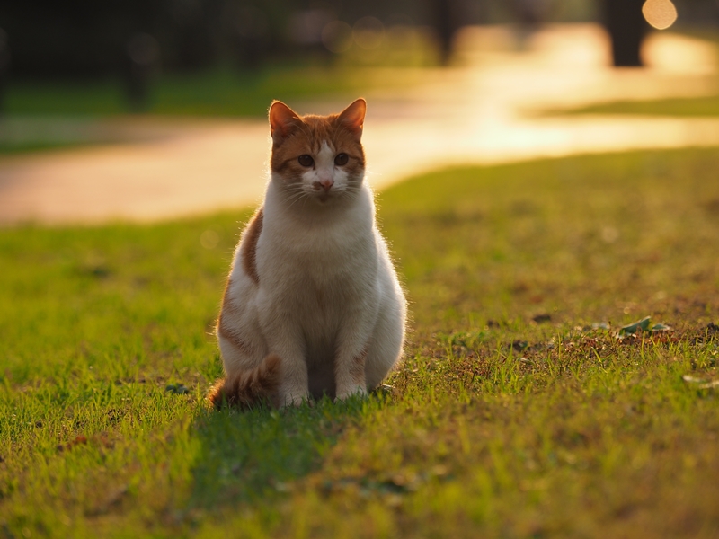 kövér cica a fűben ül