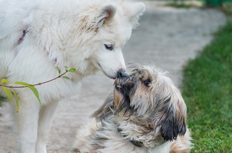 kutyák orrukat összedugva barátkoznak
