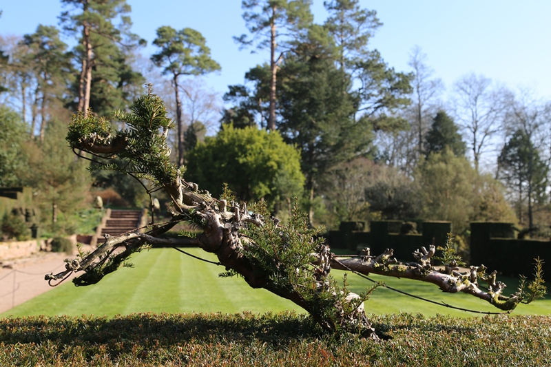 ugró kutyát ábrázoló topiary