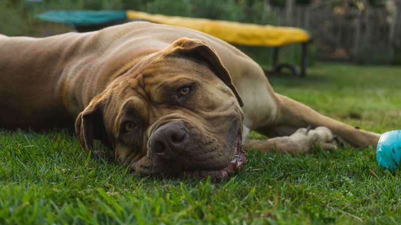 boerboel a fűben hever