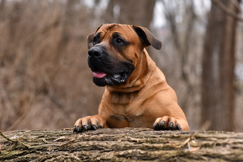 boerboel fűra felállva néz