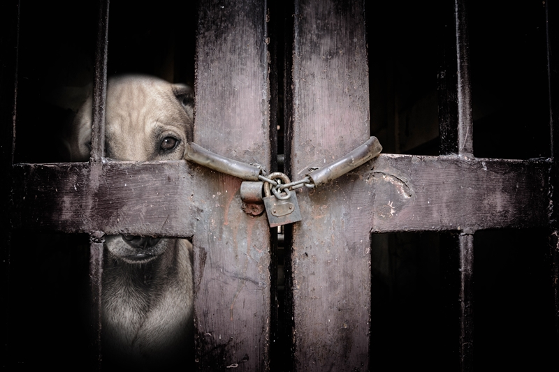szomorú szemű kutya leláncolt-lakatolt kerítés mögött les