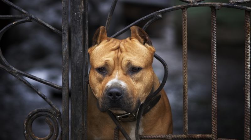 amstaff rozsdás rácson átdugja a fejét