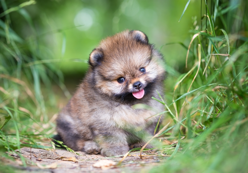 tündéri pomerániai kölyök ül a fűben