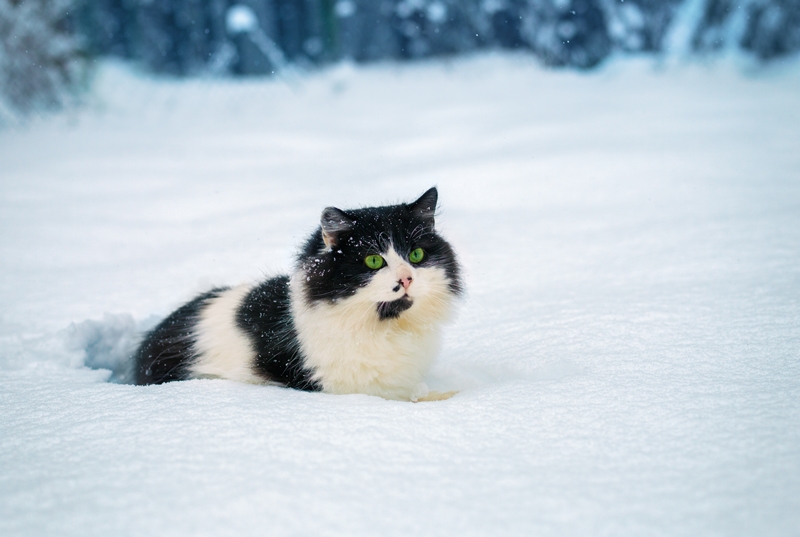 fekete-fehér cica a nagy hóban fekszik