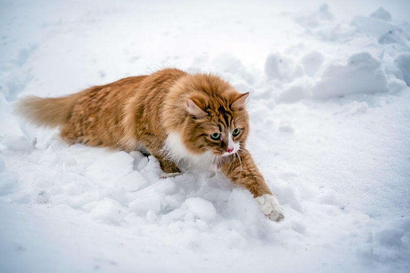 vörös-fehér cica a hóban oson