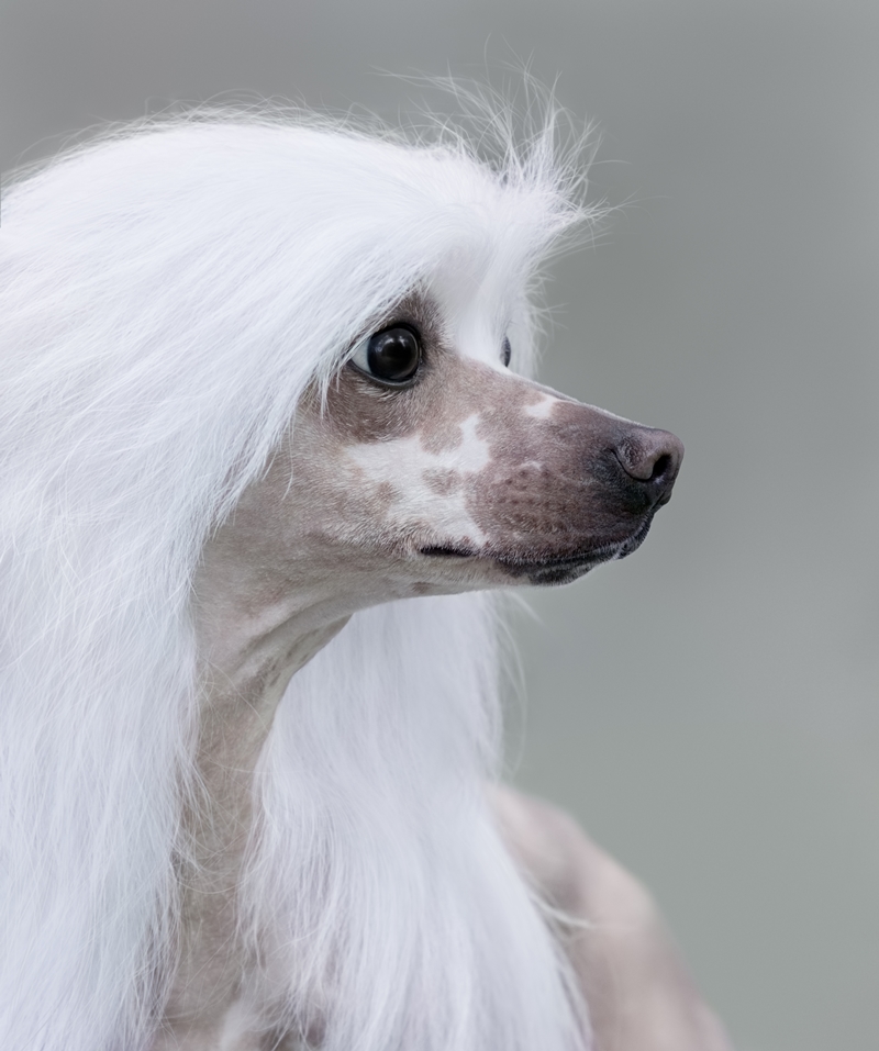 hófehér meztelen kutya portré, fején hosszú, fehér szőr
