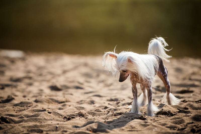 fehér szőrrel bíró meztelen kutya homokos talajon nézelődik