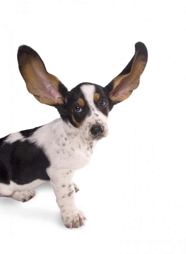 kutya hatalmas fülekkel
