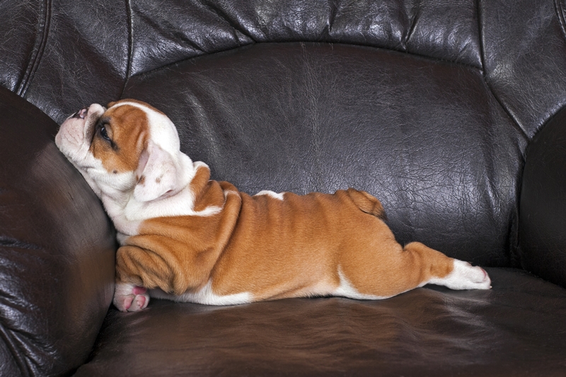 bulldog kölyök vicces pózban alszik egy bőr kanapén