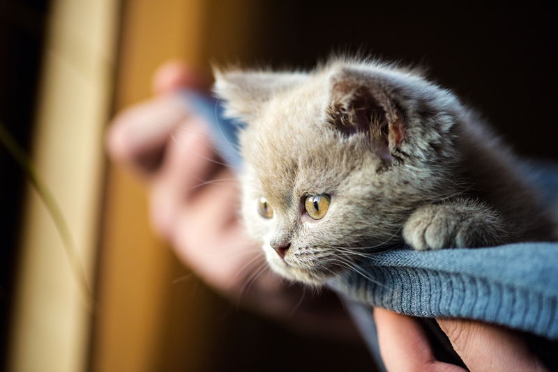 szürkéskék cica kölyköt tart egy kéz kék takarón