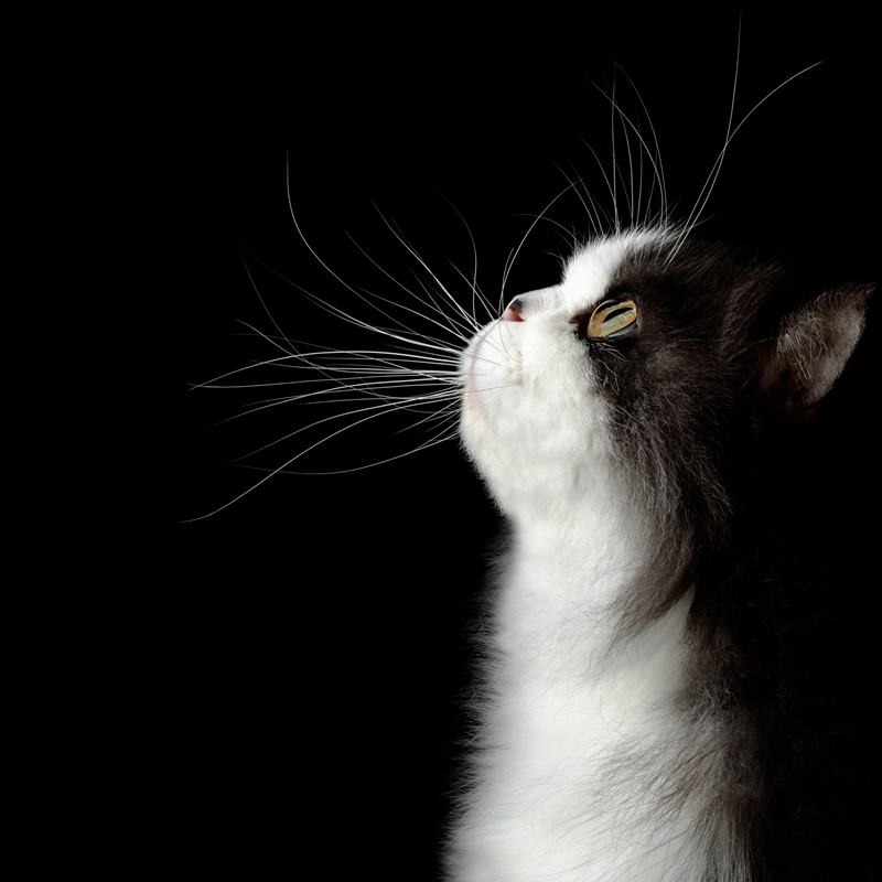 fekete-fehér cica felfelé néző profilja