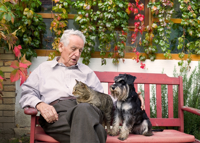 idős ember ül a padon, mellette schnauzer, ölében cica