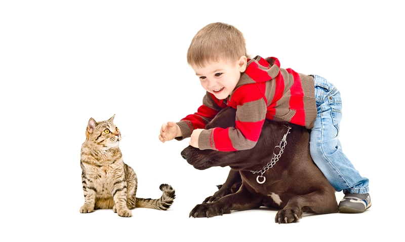 kisgyerek barna kutya hátán fekszik, előtte cica néz