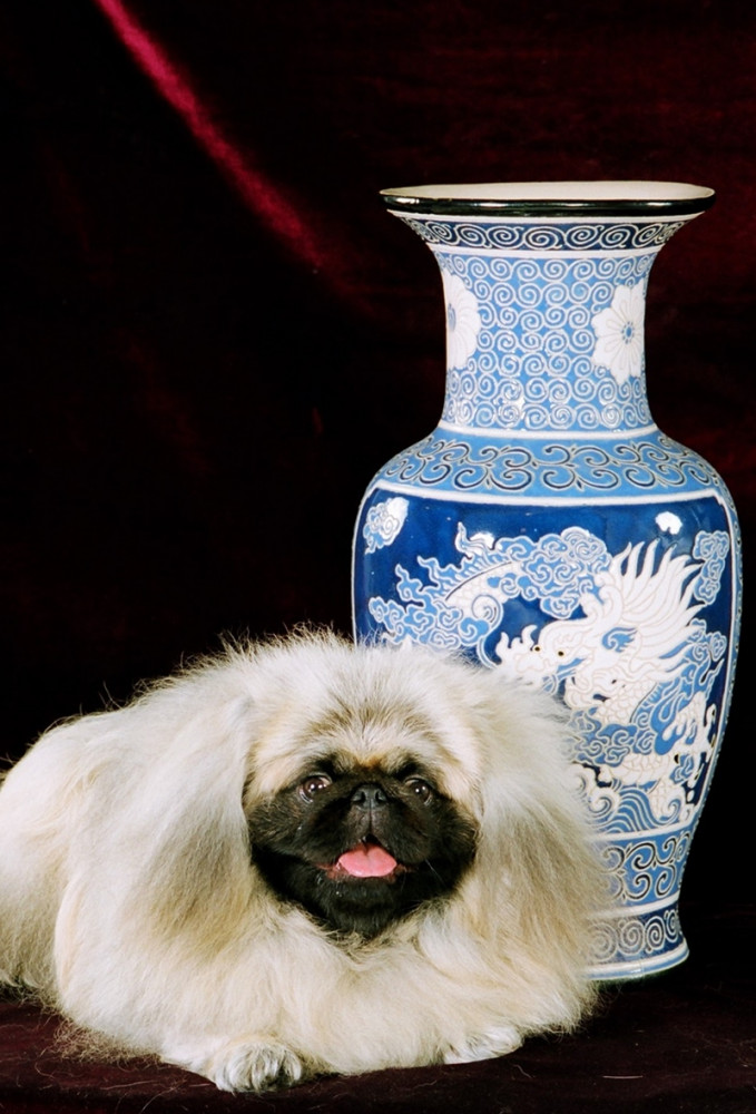 pekingi kutya kínai váza előtt fekszik