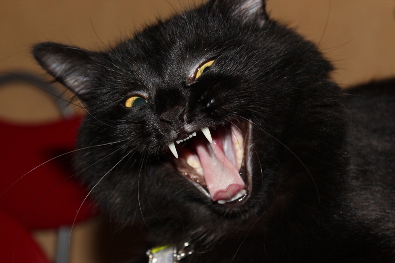 agresszív fekete cica